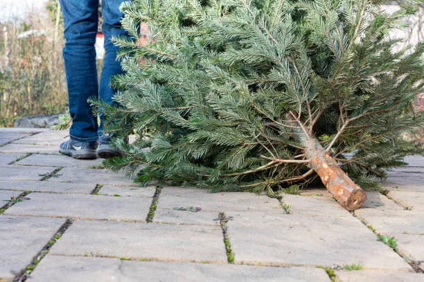 tree cut.jpeg