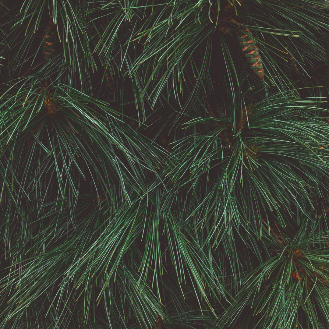 Pine Tree.png