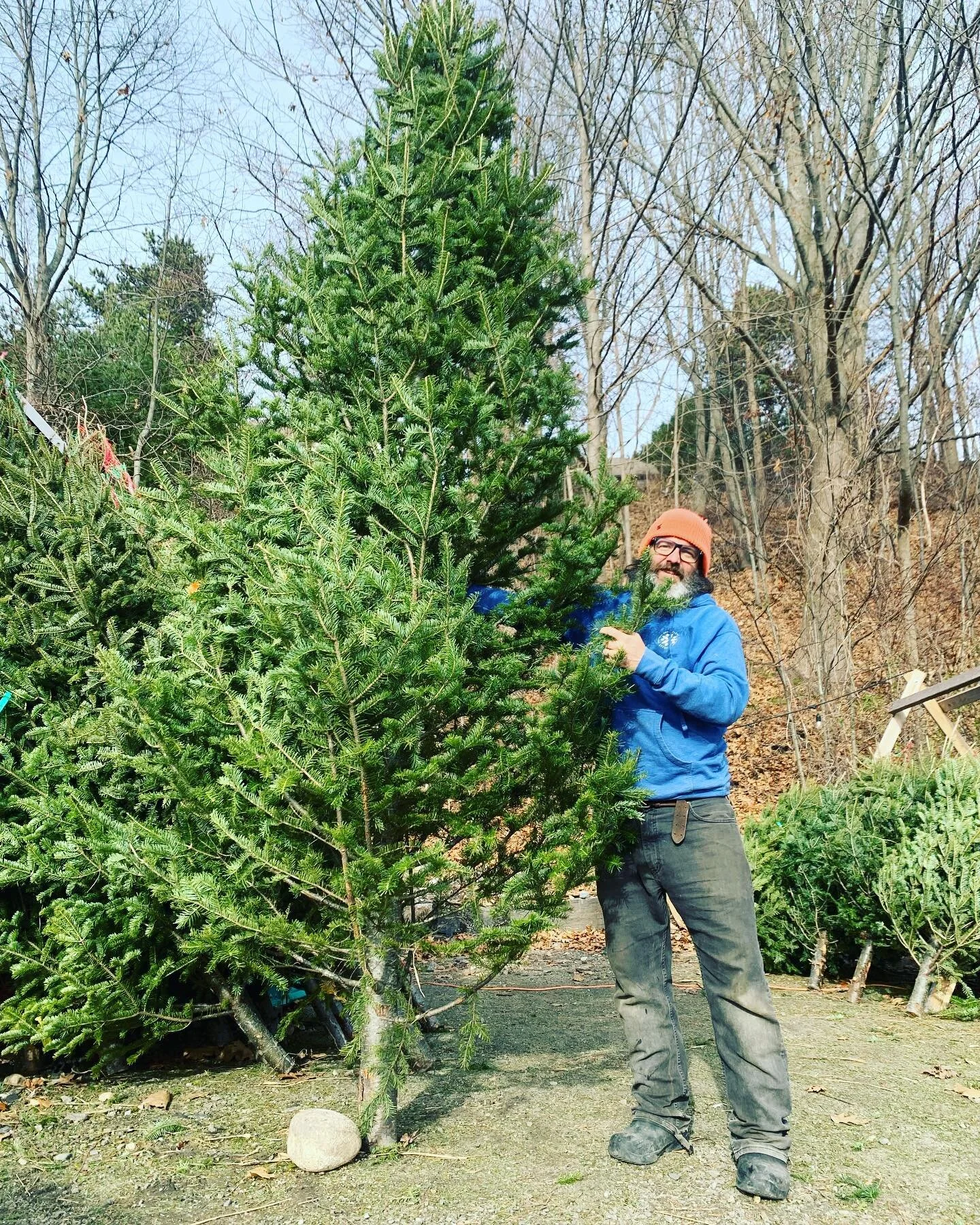 We still have about 5 trees that are over ten feet tall. Who&rsquo;s got that big ass foyer that is missing some Xmas spirit??

#🎄 #xmas #christmastree #holidays #portlandmaine #portlandchristmas #bigtree