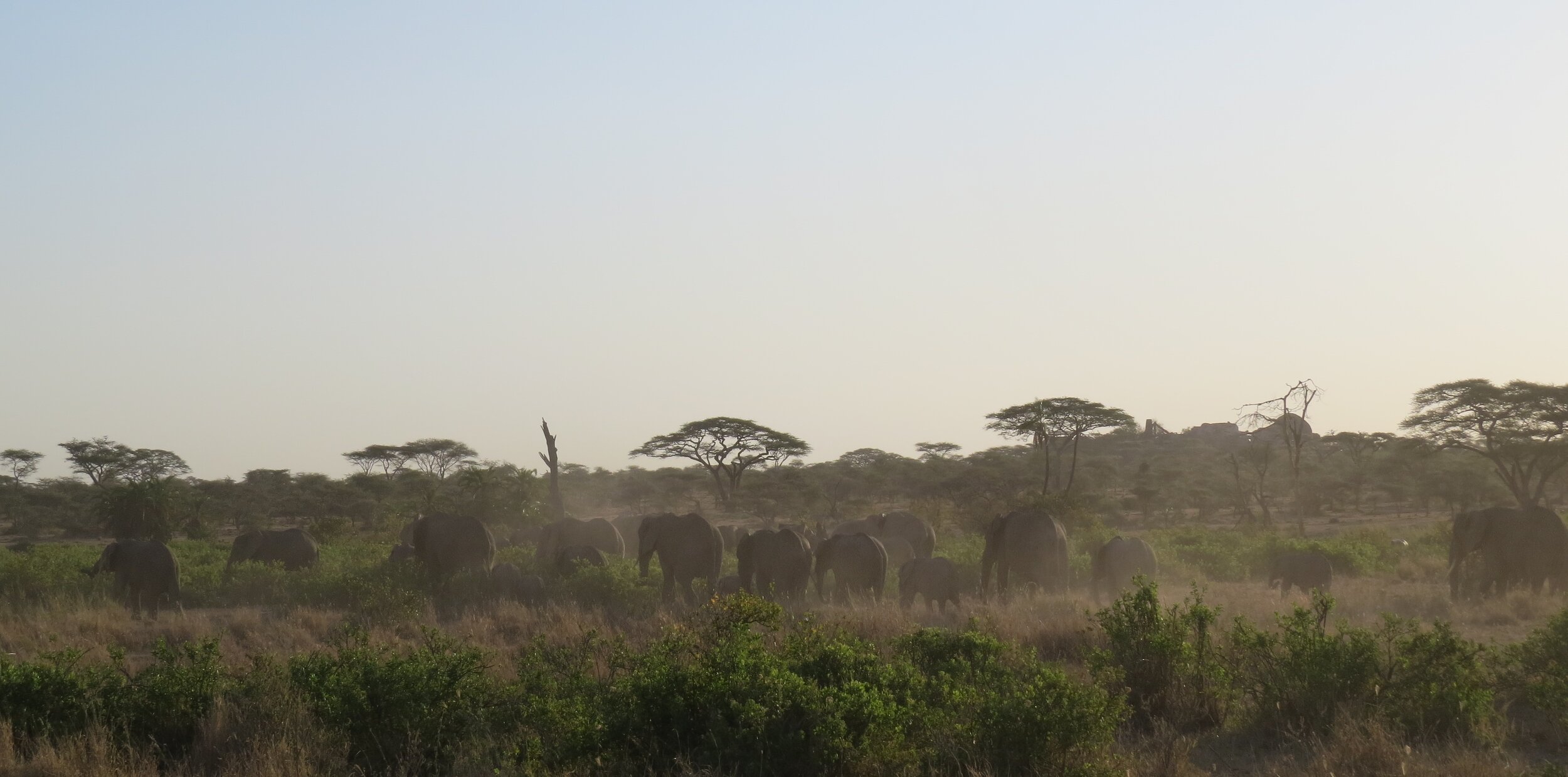 Serengeti: The Circle of Life
