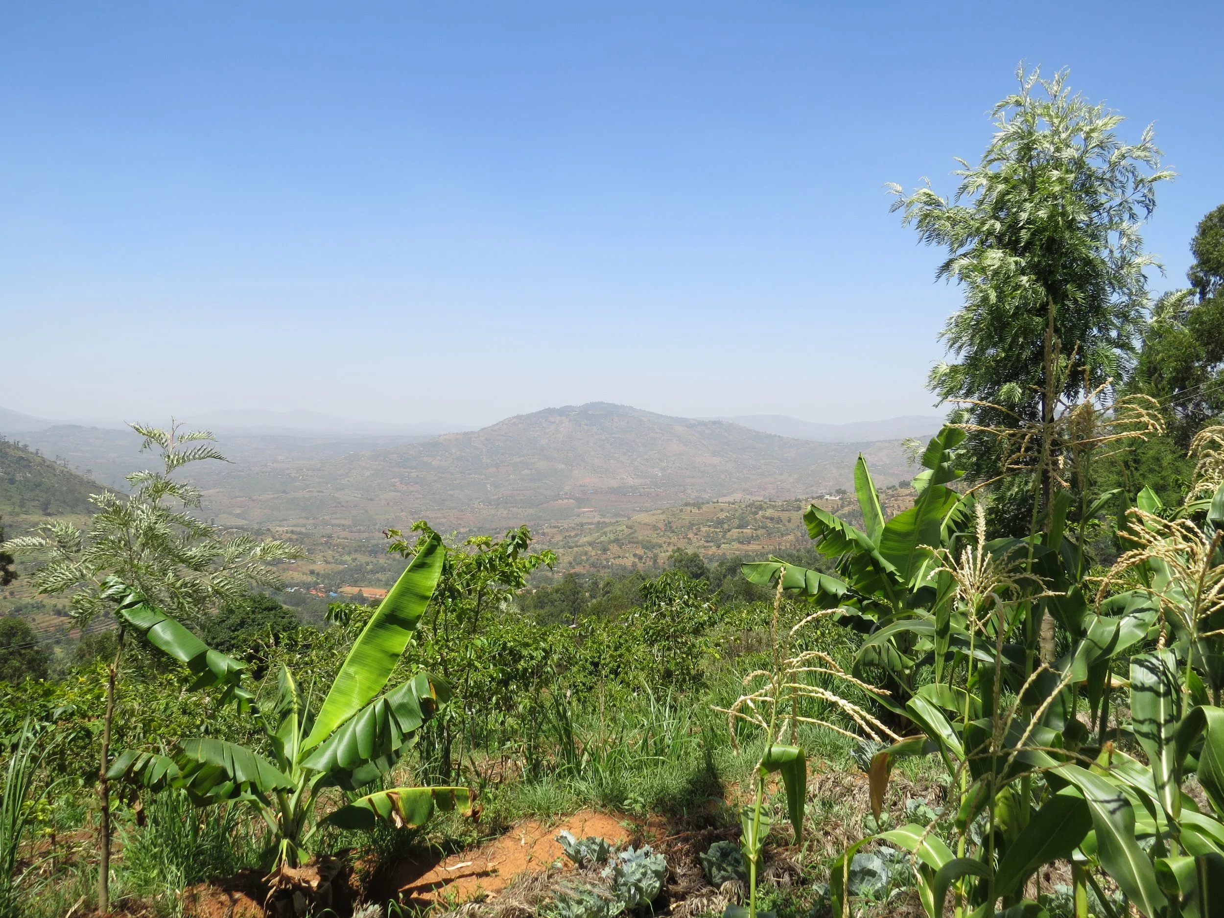 Kenya: mangoes, a black mzungu and a story of hope
