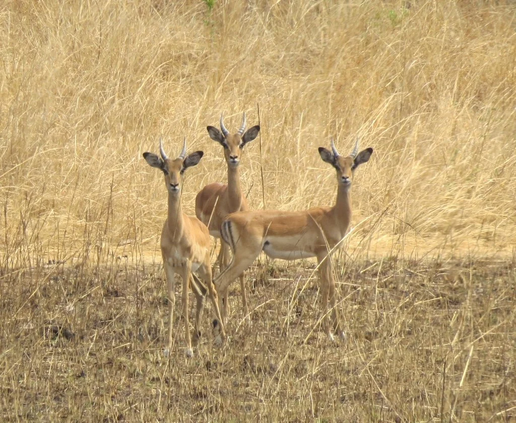 Africa Unplugged: Safari in Zambia
