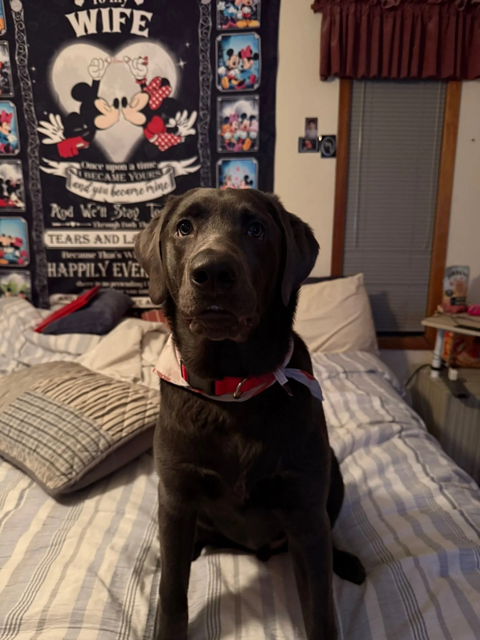 Guess which good Puppy gets Muskox?