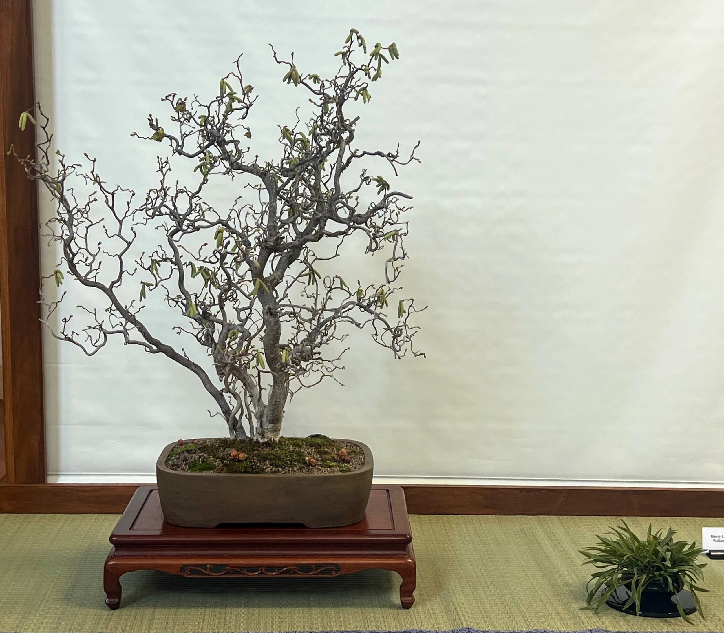Tree Tips