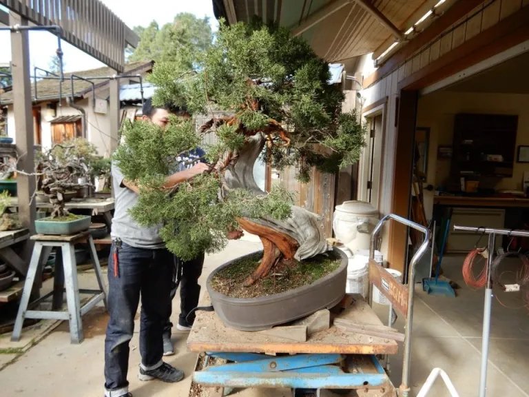  Samuel Tan and Addison Galambos undertake the task of re-styling the California juniper (January 2024). 