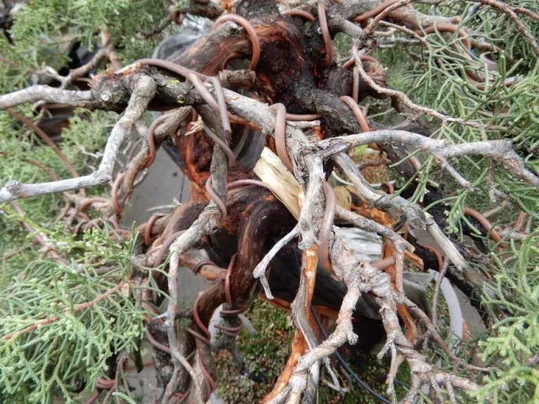  Use of heavy gauge copper wire for bending branches. 