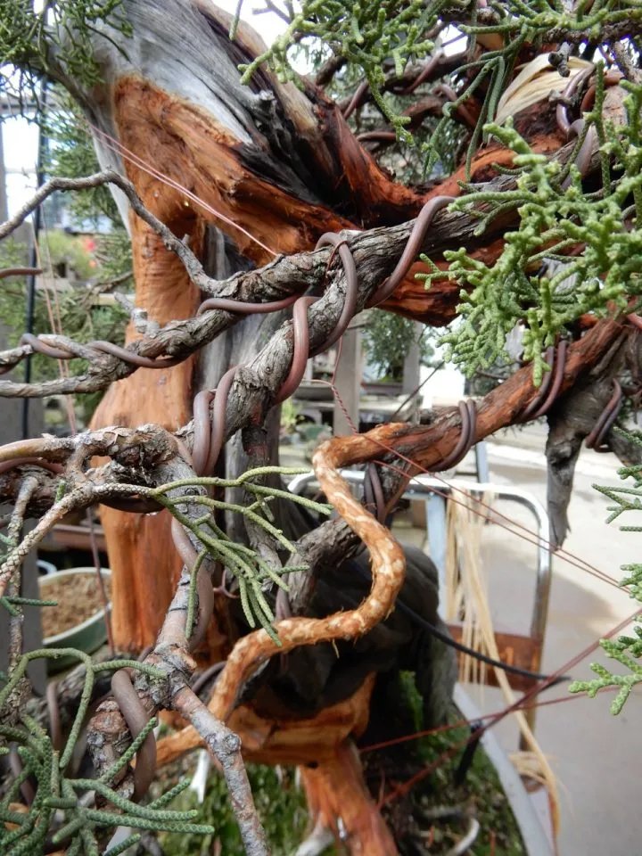  Stripping bark off of branch to create aging deadwood, referred to as jin in Japanese. 