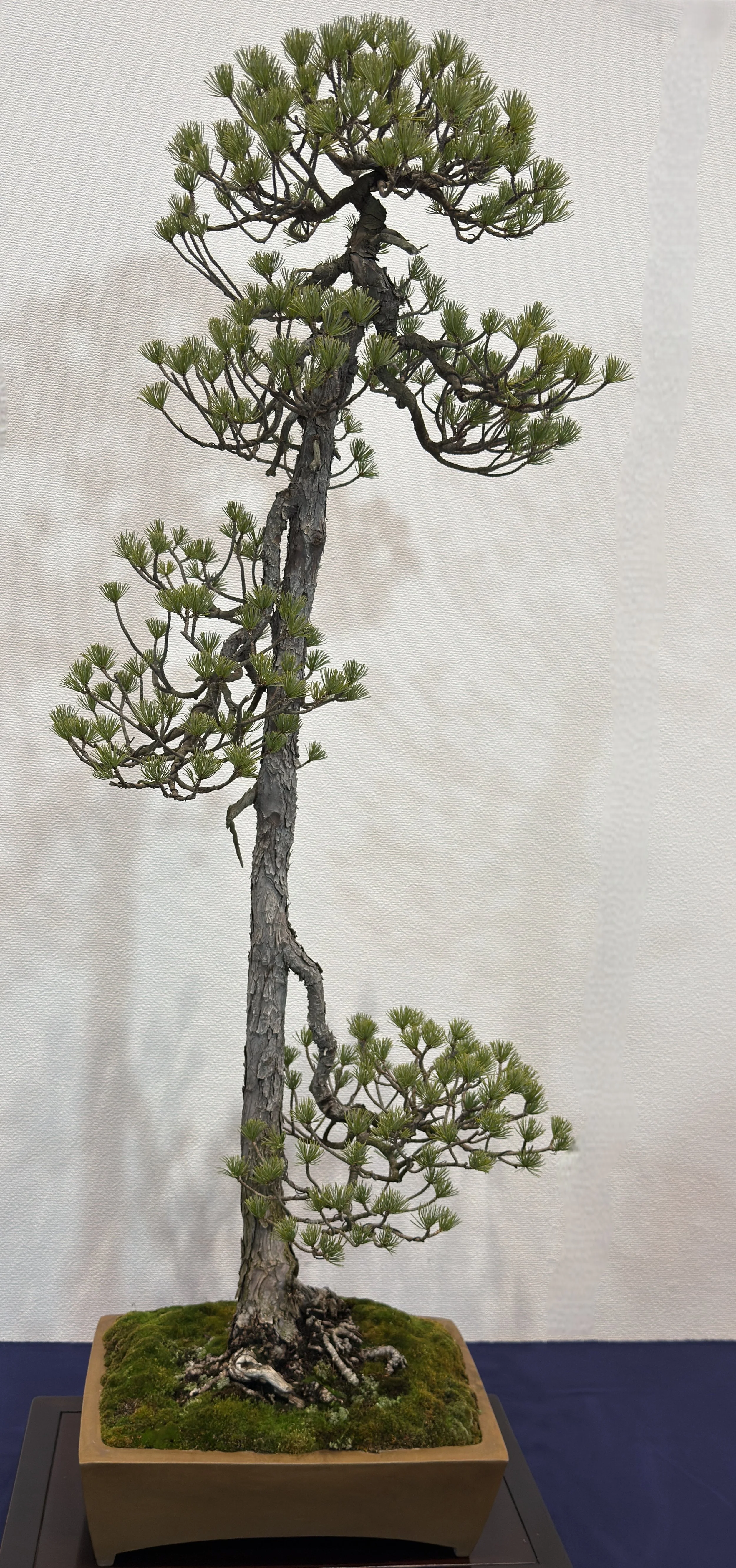 Pinus Parviflora-2.jpg