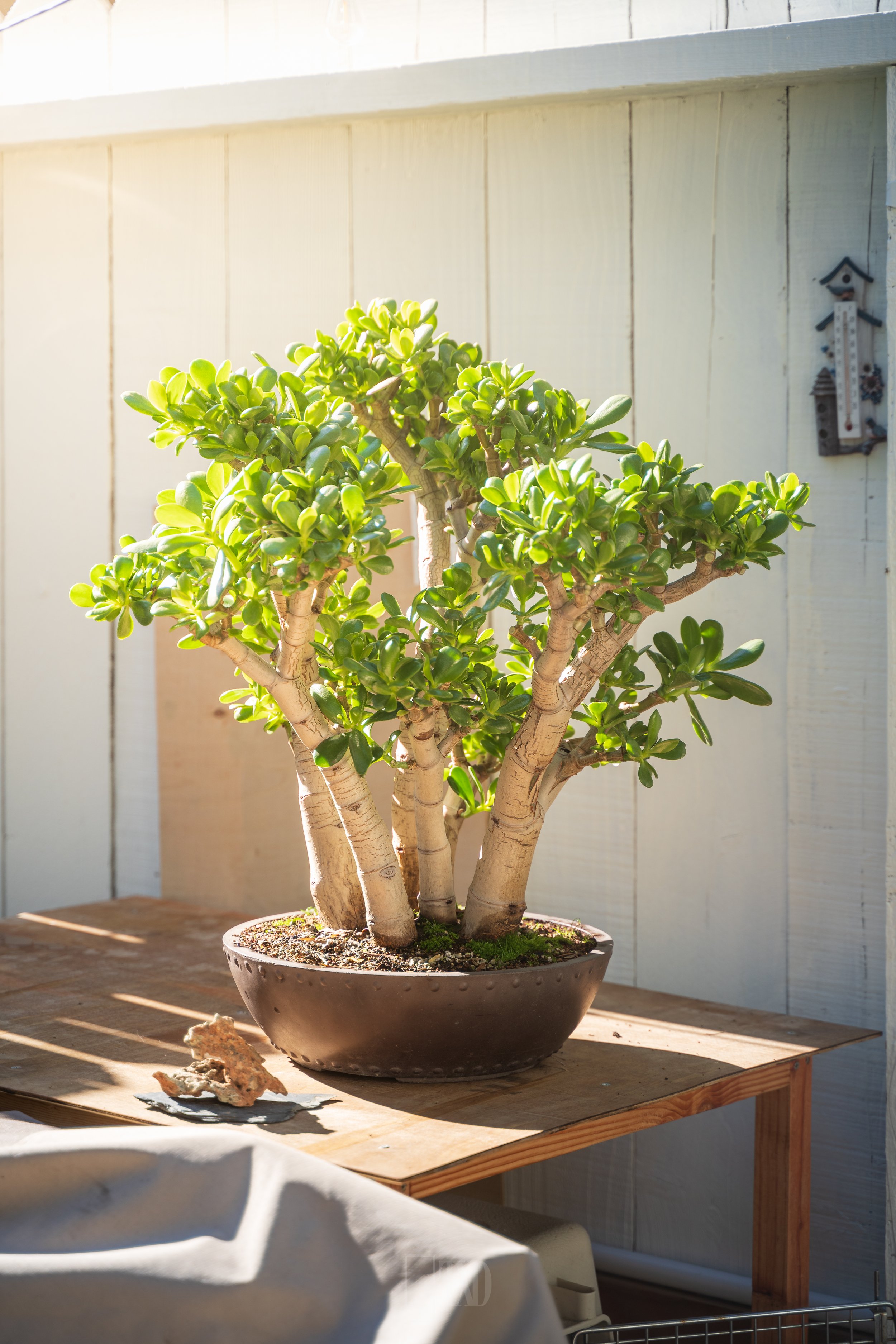 Just wanted to show you guys my Crassula Ovata Bonsai tree in it's