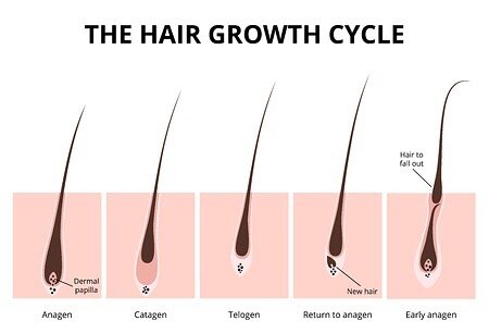 Understanding Your Hair Growth Cycles — Natural Hair Removal Philadelphia |  She Sugars Co.