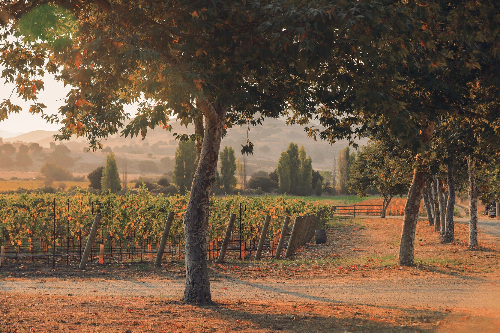 Slay.Vineyard.2P4A6655.Final.WEB.Res.144dpi.Jeremy.Ball.jpg