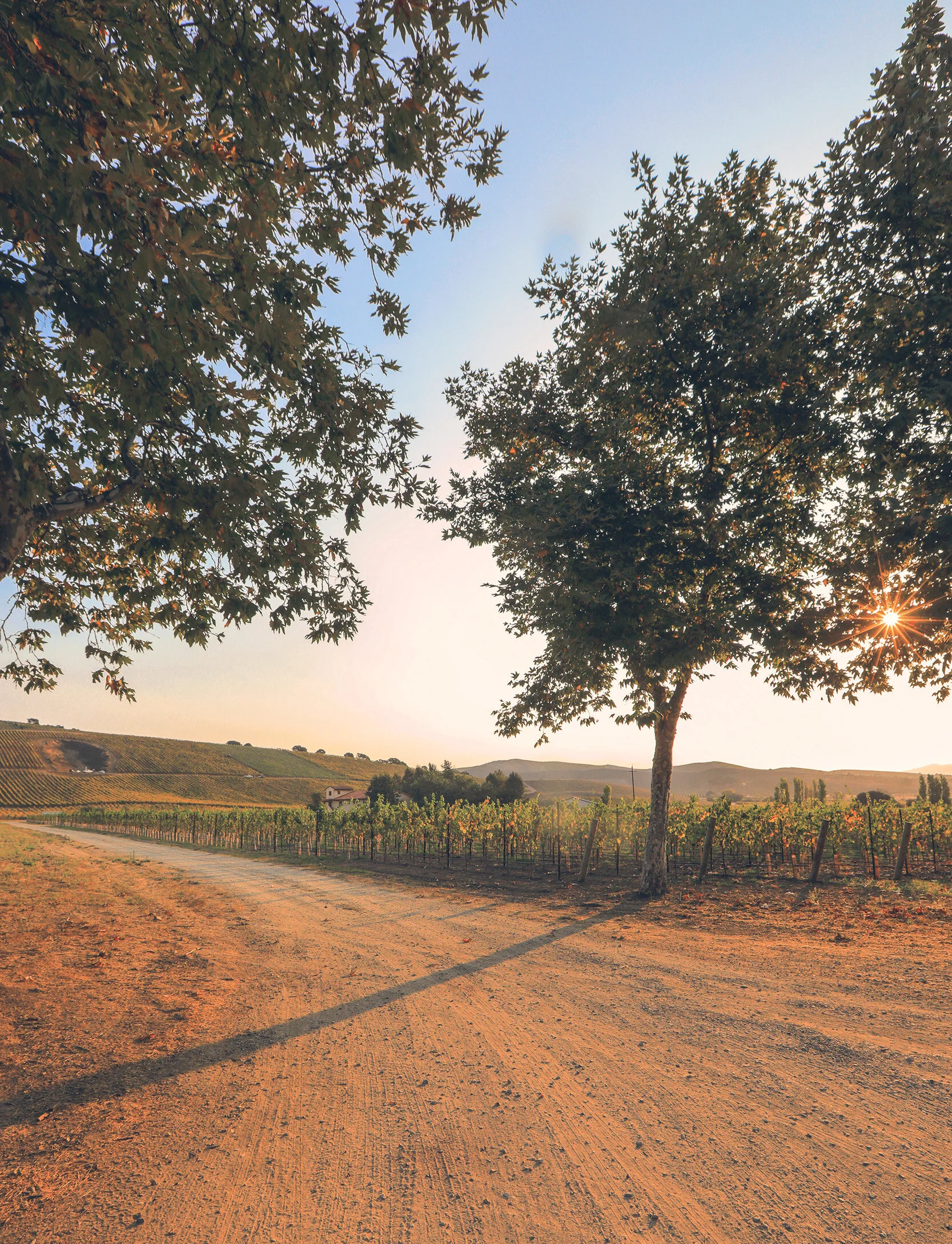 Slay.Vineyard.2P4A6673.Final.WEB.Res.144dpi.Jeremy.Ball.jpg