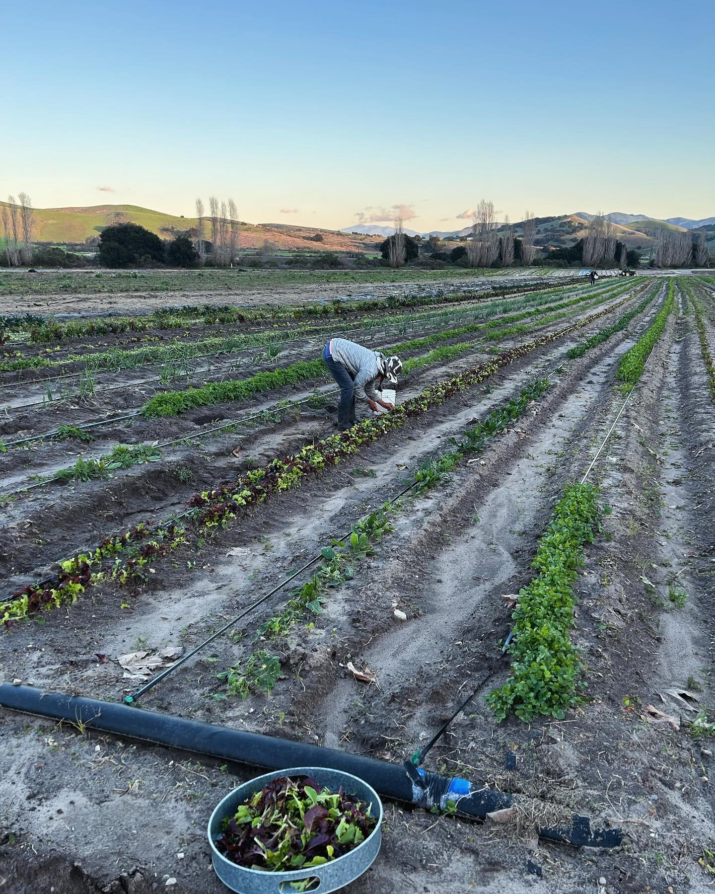 Picking dinner straight from our backyard 🥕🥬🌶️ #Fresh #Organic #vegetablegarden