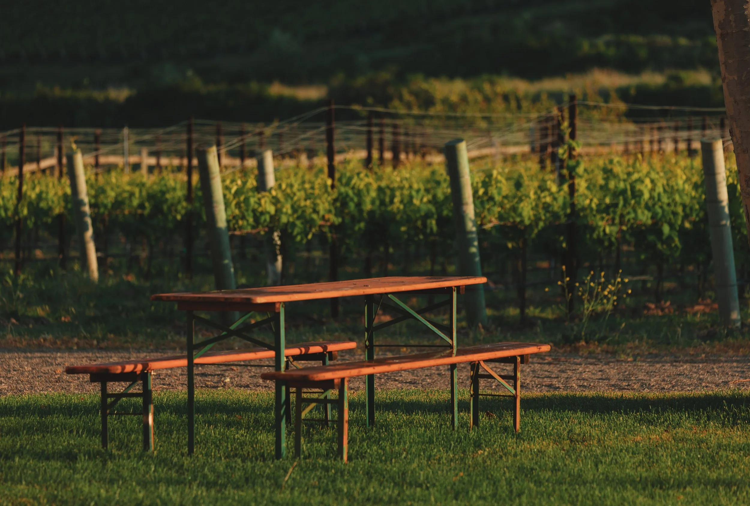 Slay.Vineyard.May.2024.297A0147.Preview.JPG