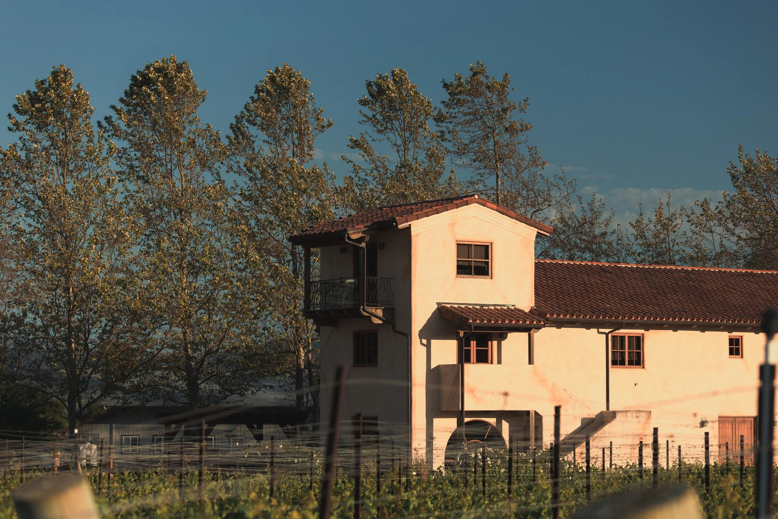 Slay.Vineyard.May.2024.297A0111.Preview.JPG