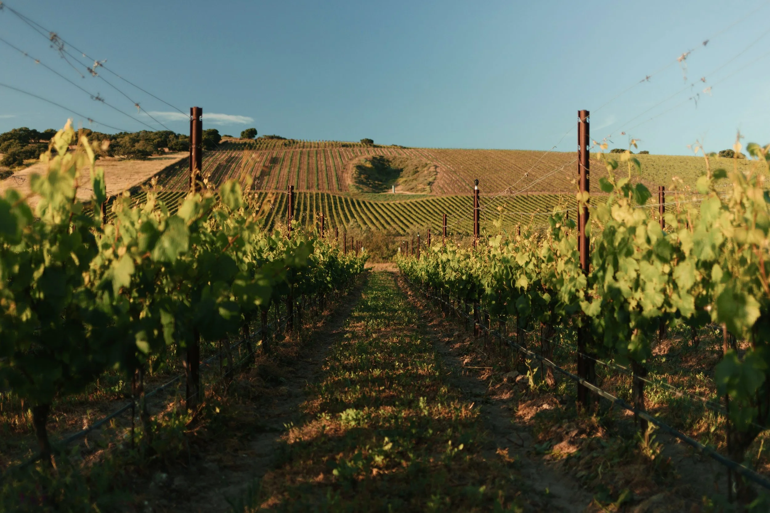 Slay.Vineyard.May.2024.1P1A0492.Preview.jpg
