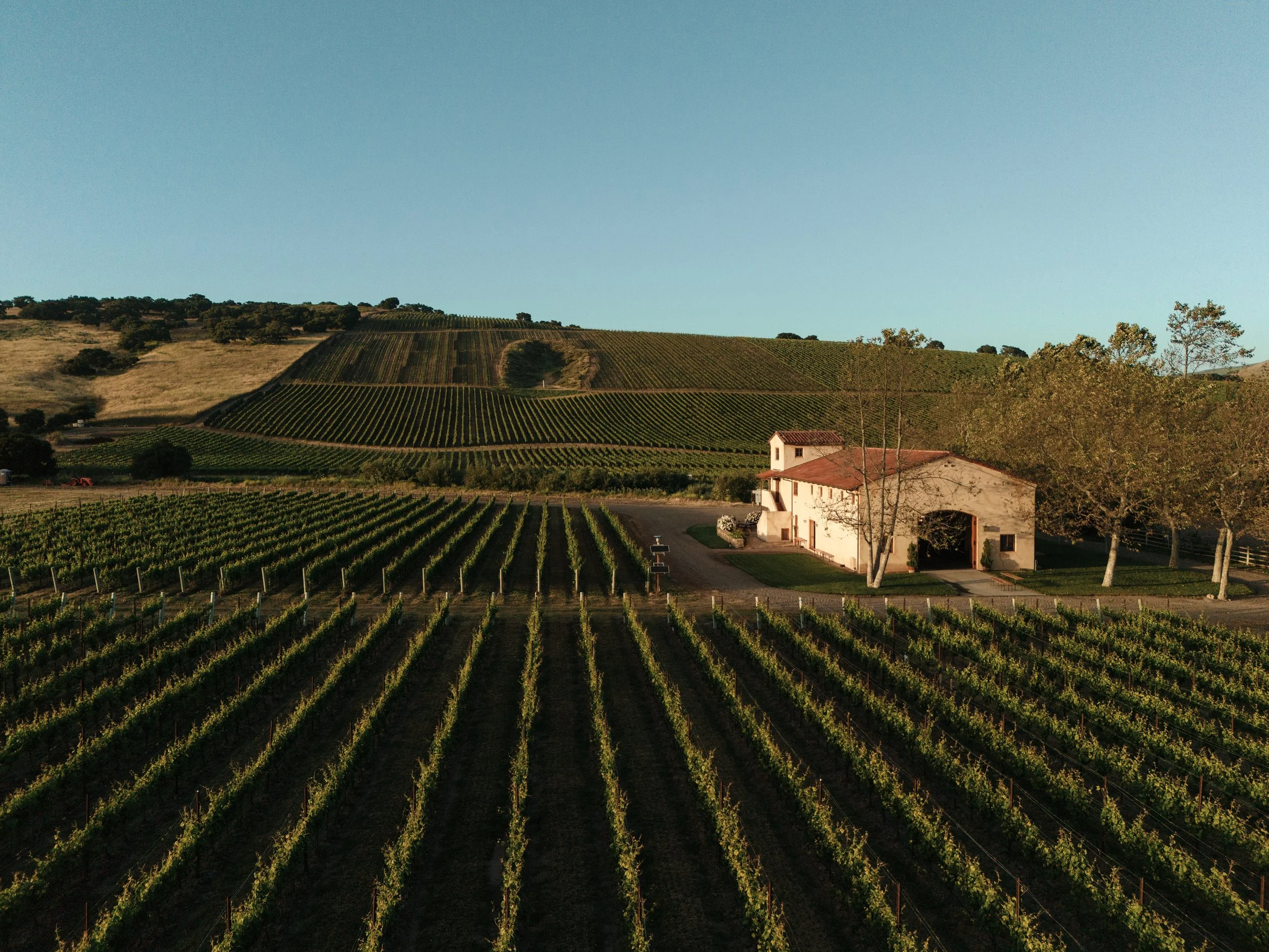 Slay.Vineyard.May.2024.DJI_20240523193124_0137_D.Preview.jpg