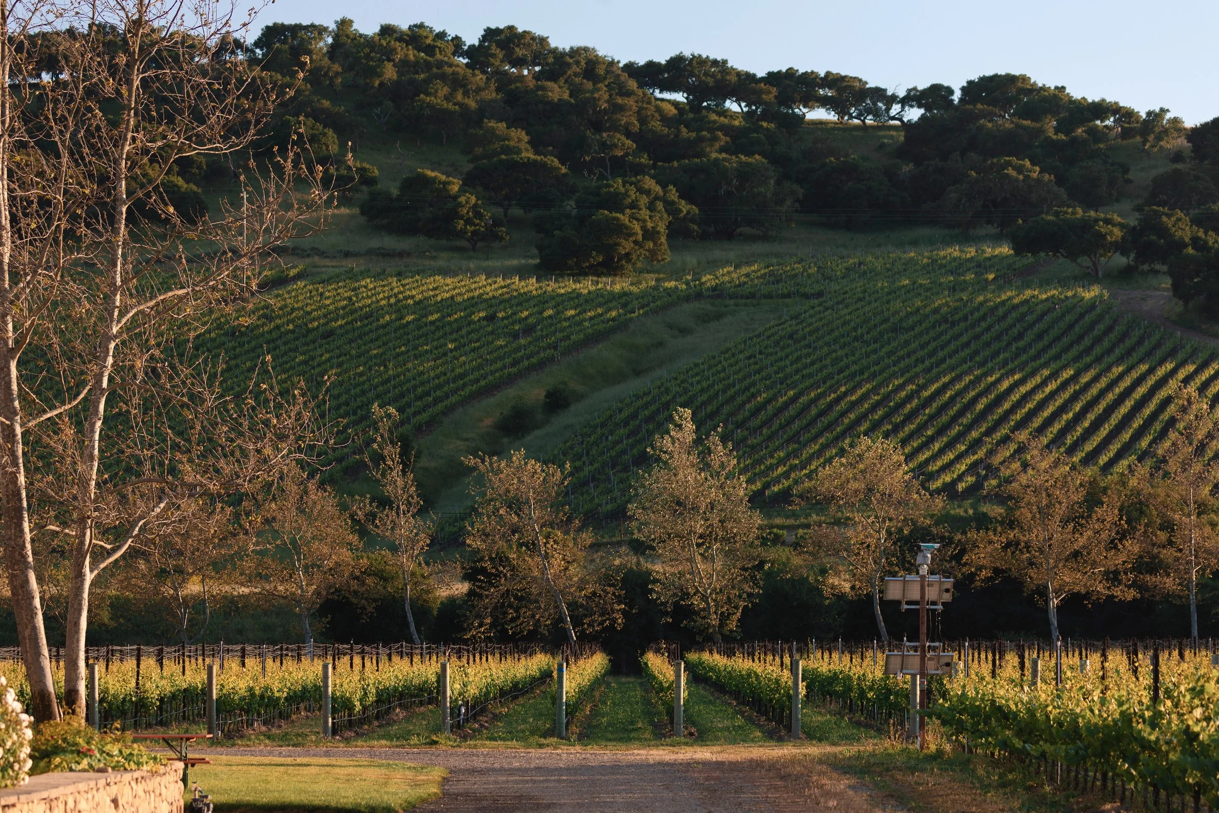Slay.Vineyard.May.2024.297A0131.Preview.jpg