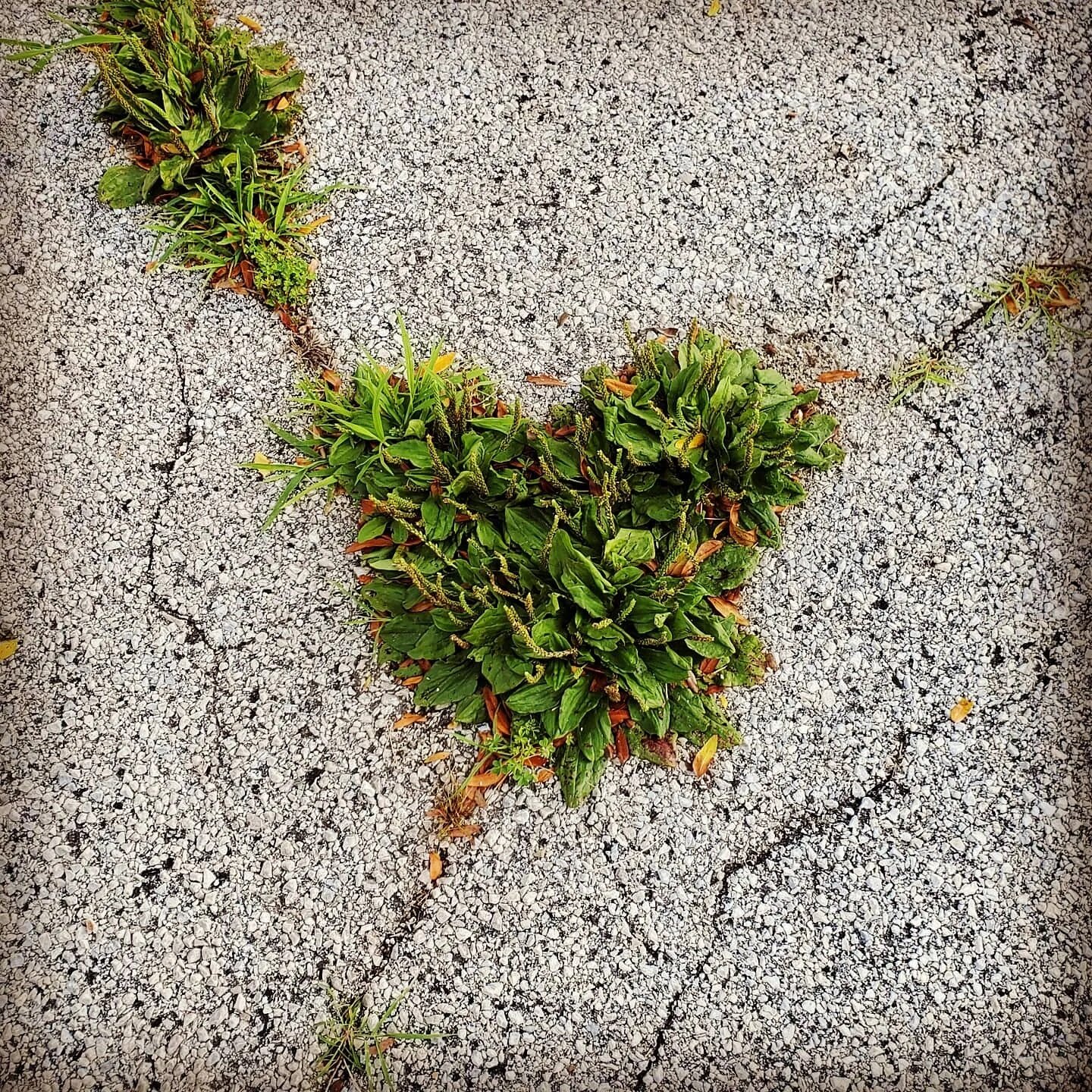 Love grows within the cracks...#heartoftheday #lorettashearts #sharingheart #loveisallaround #findingalittlelove #keepyourheartopen #followyourheart #findingalittlelovealongtheway #randomhearts #wheresthelove #heresthelove #whereisyourheart #iseehear