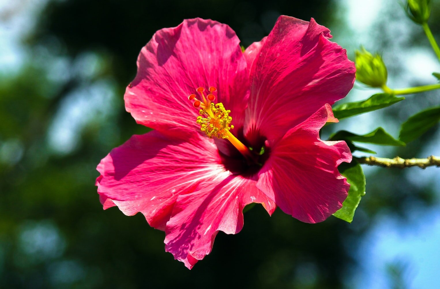 Tropical Hibiscus: How to Grow and Care with Success