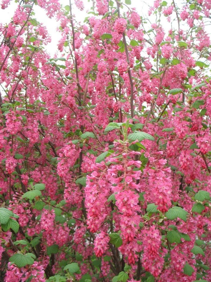 Gardening with Native Plants