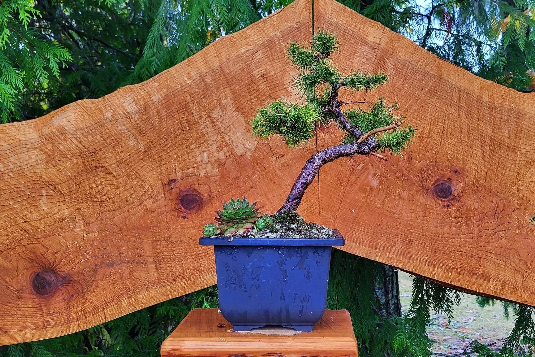 Hands-on Bonsai Workshop