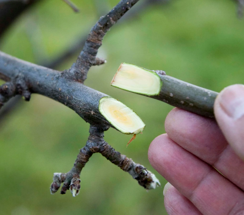 Fruit Tree Propagation Workshop