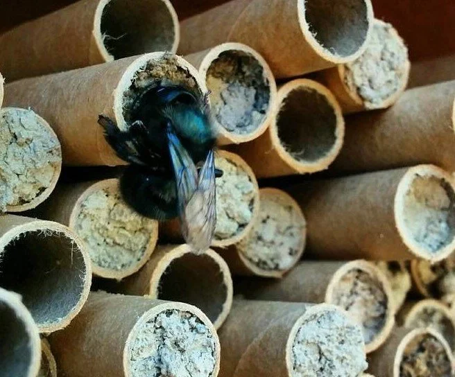 Mason Bee House Cleaning Workshop
