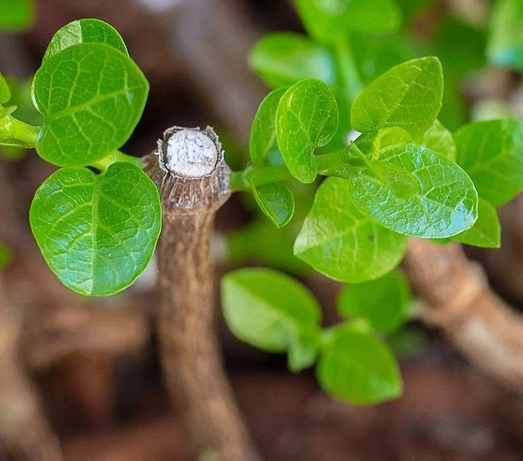 Plant Propagation and Division