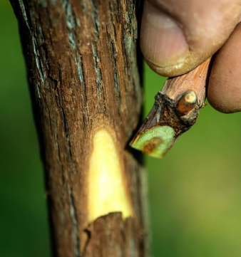 Grafting Workshop - chip budding