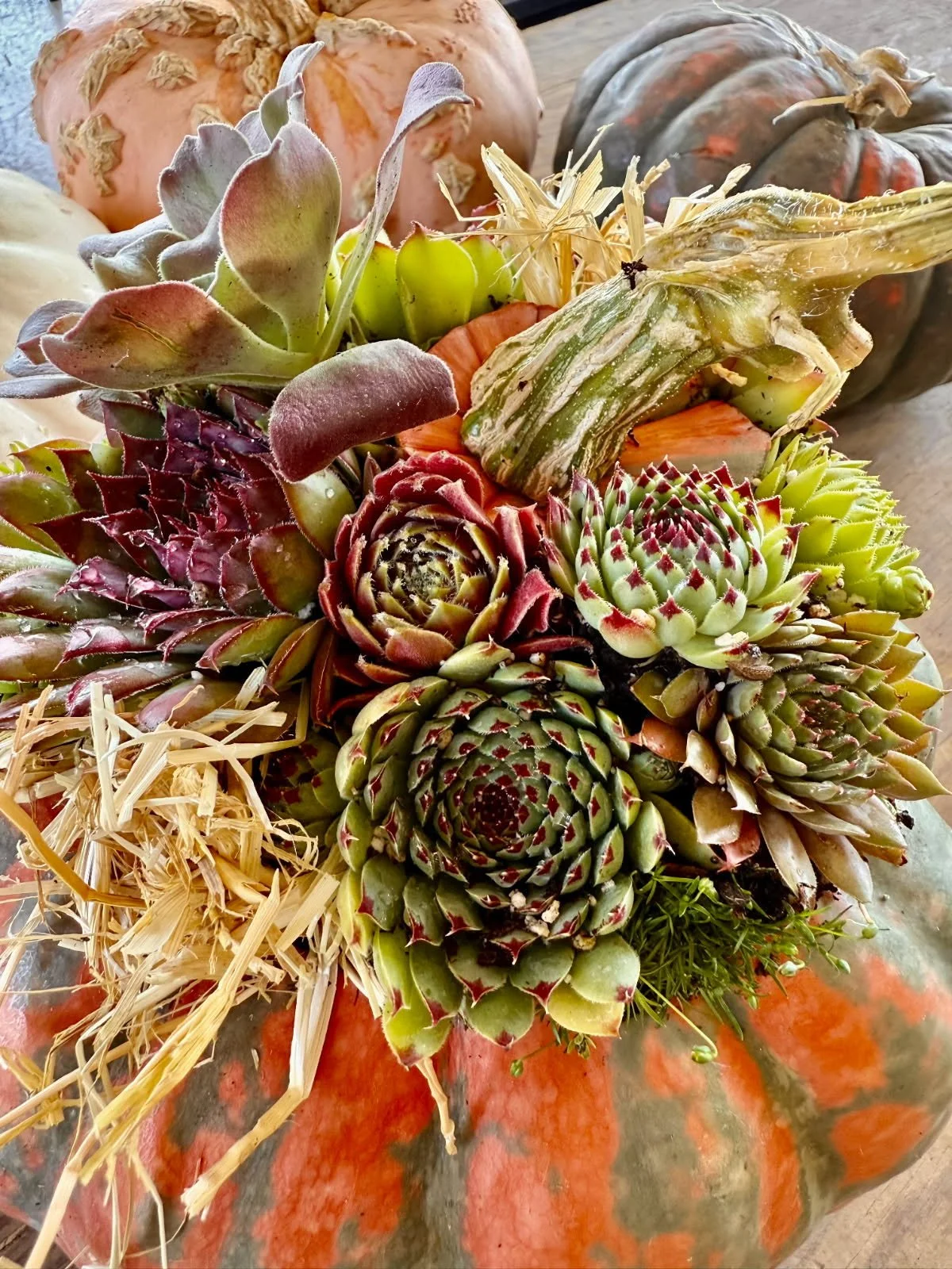 Make a Pumpkin Succulent Planter