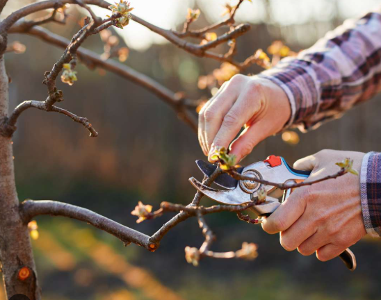 Basic Fruit Tree Pruning Demonstration