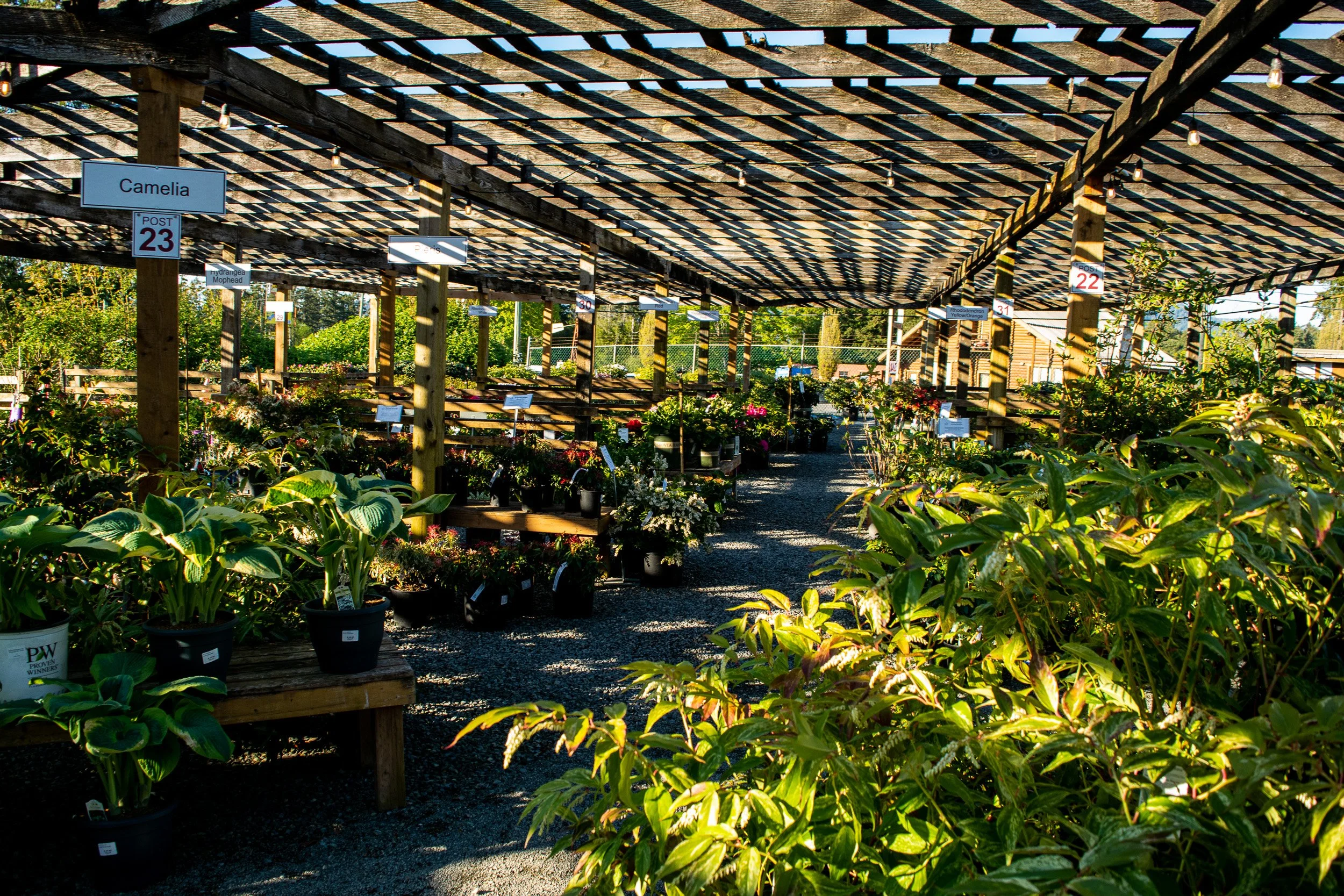 Best plants for shaded garden beds - Free Walk and Talk
