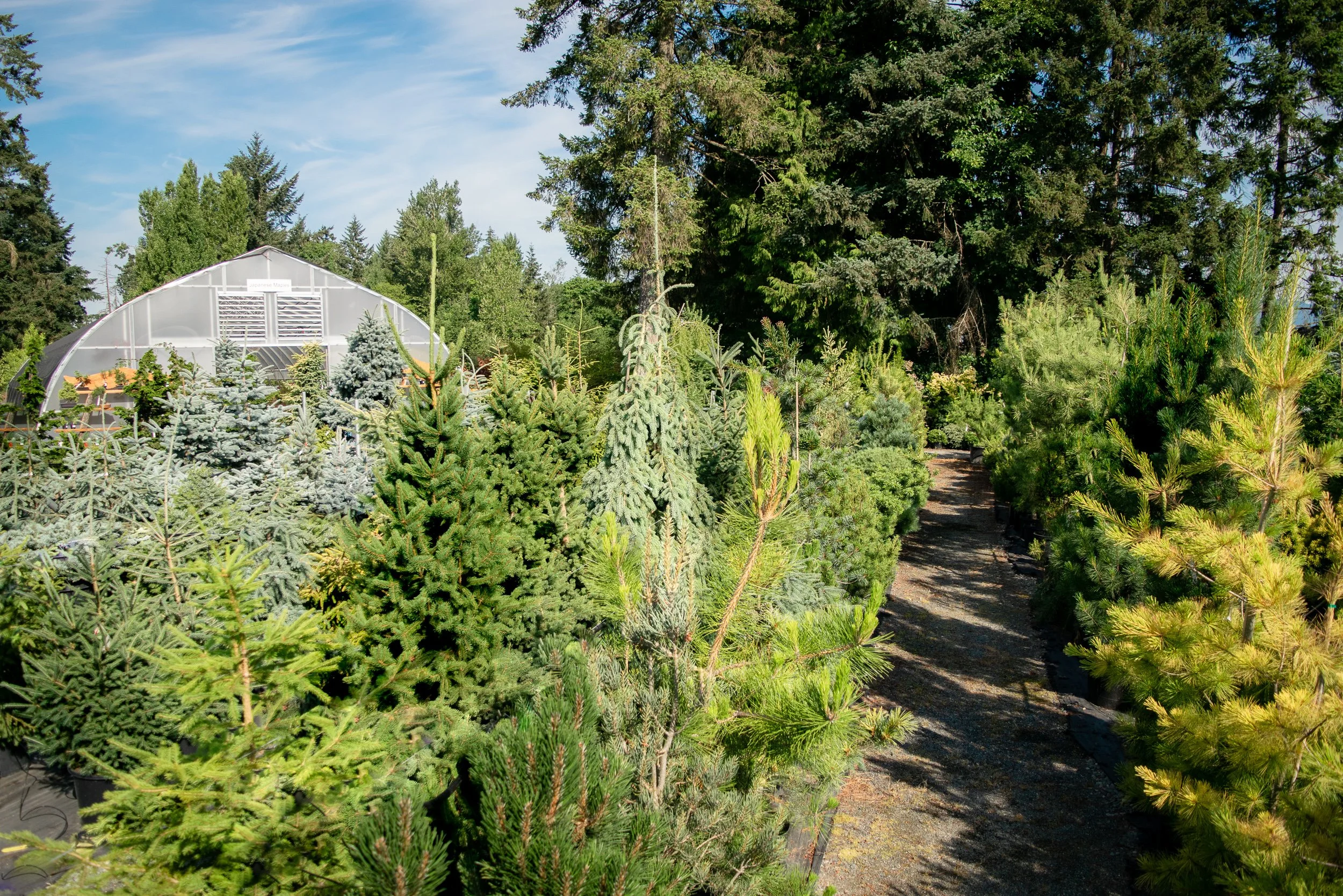 Conifers for beginners - Free Walk and Talk