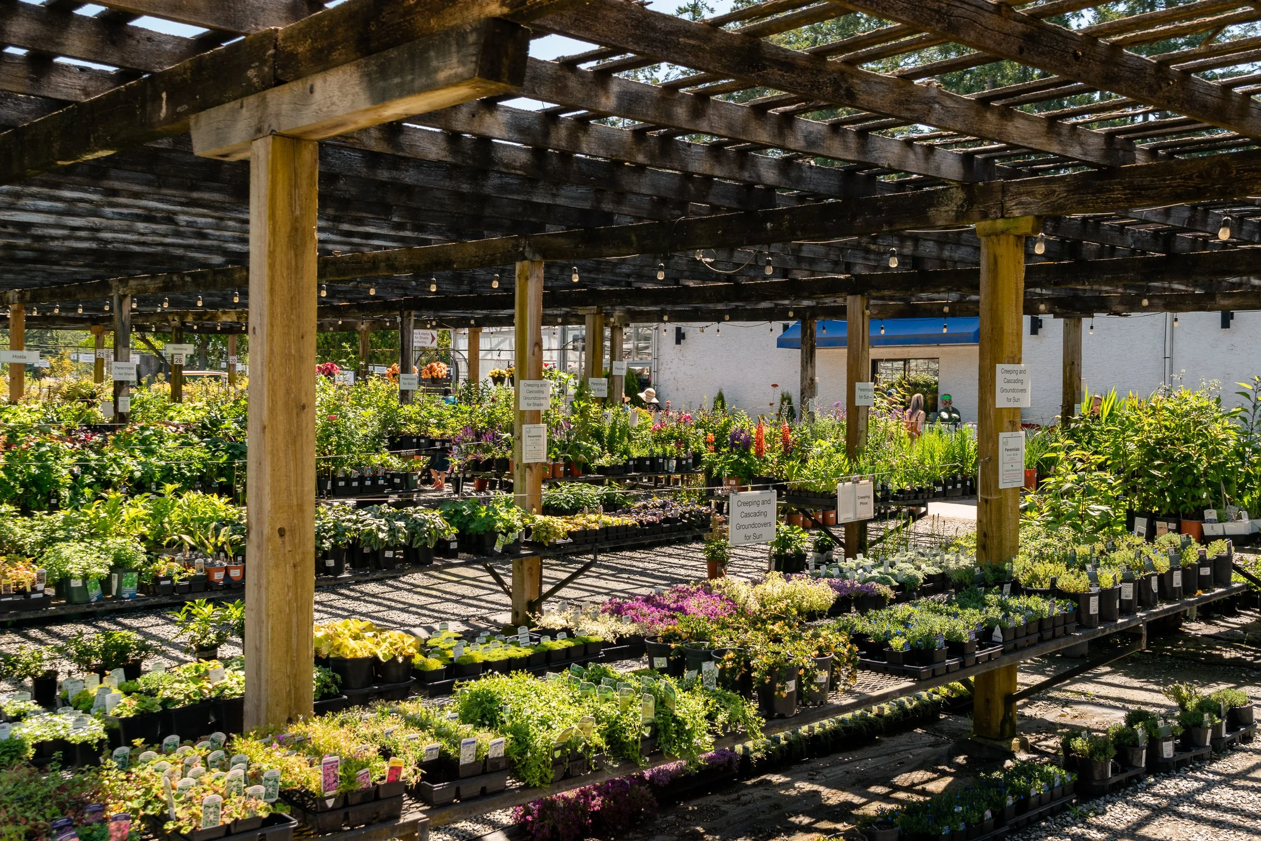 Cutting back perennials - Free Walk and Talk