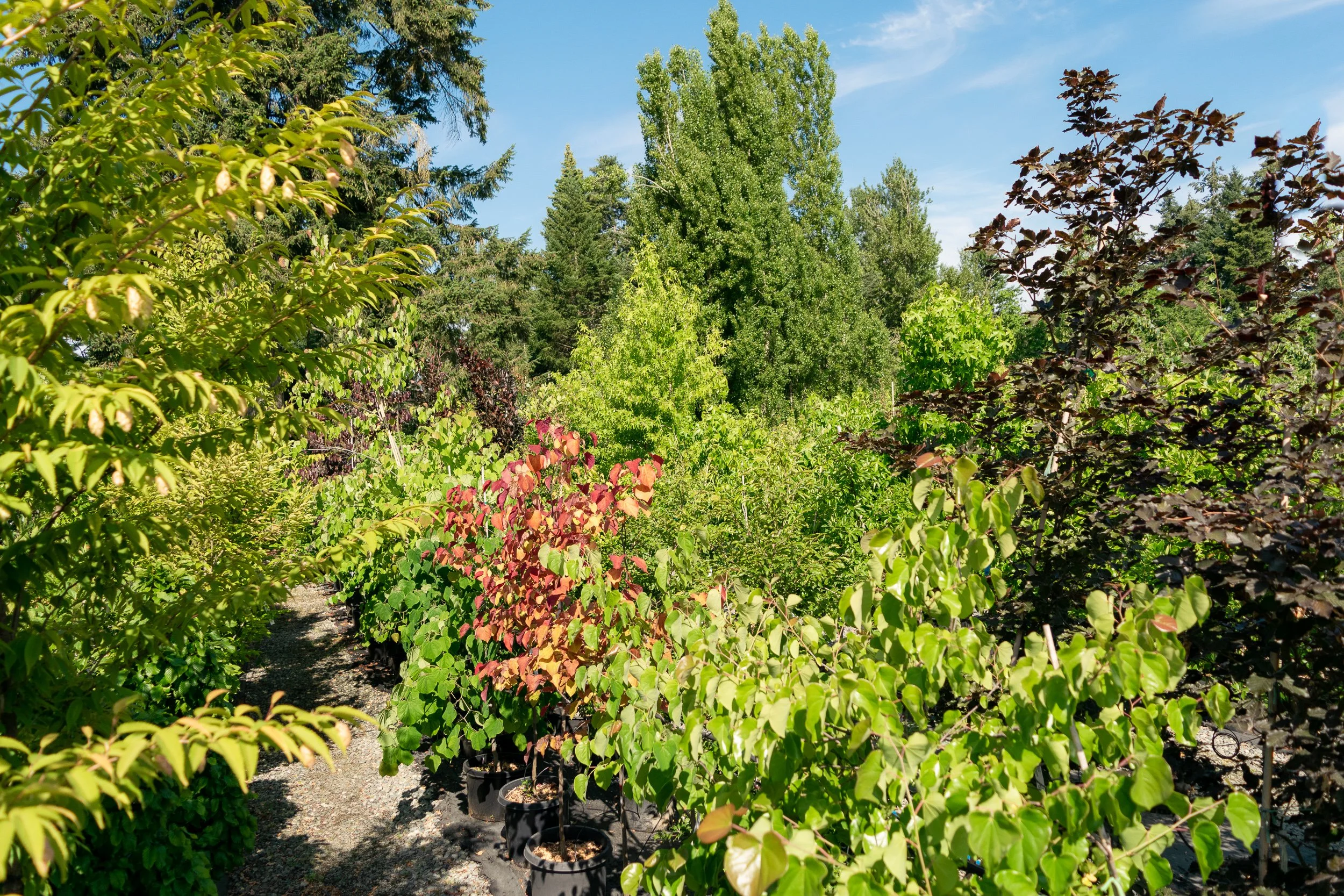 Trees for Shade - Free Walk and Talk