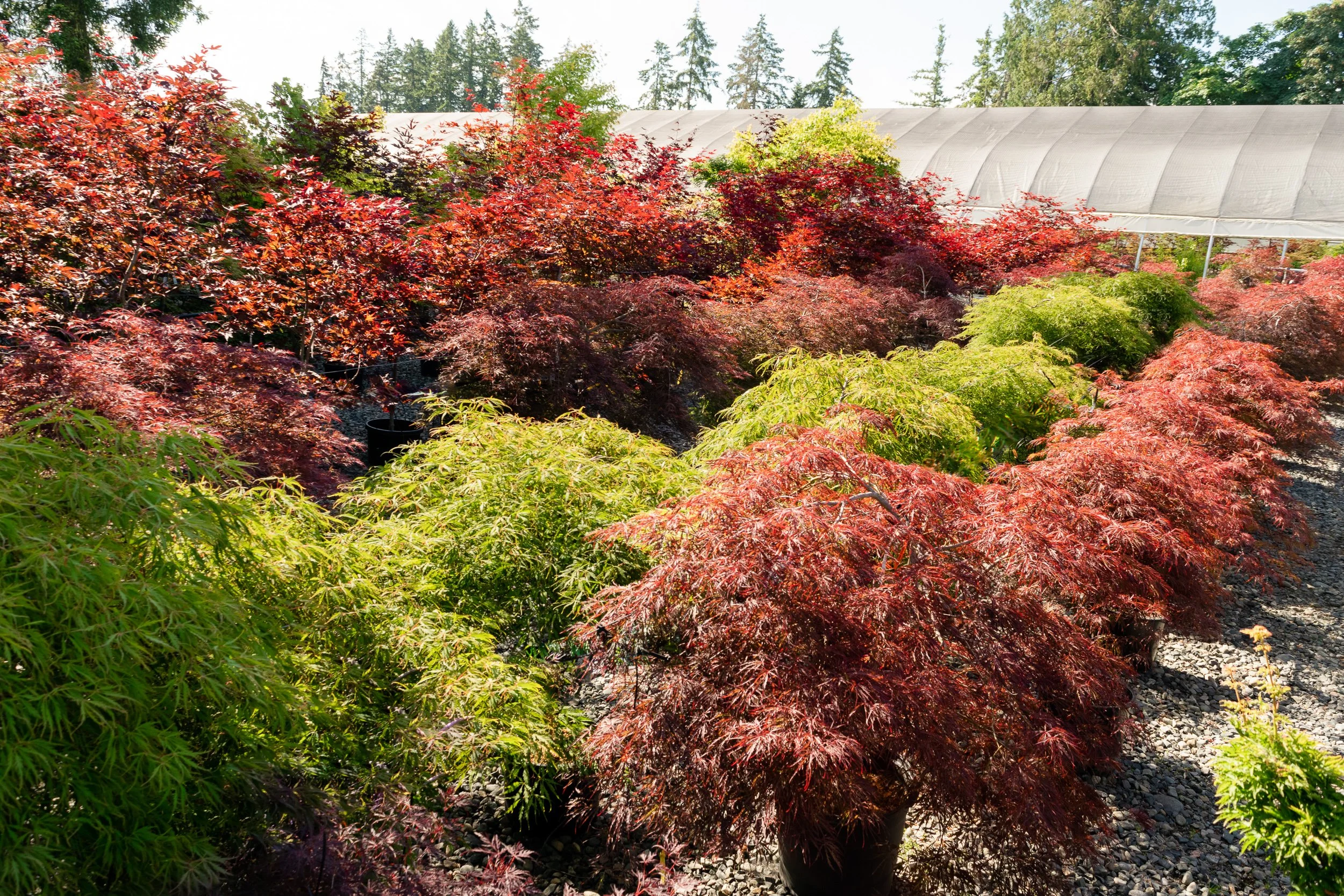 Japanese Maples - Free Walk and Talk