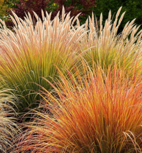 Ornamental Grasses - Free walk and Talk
