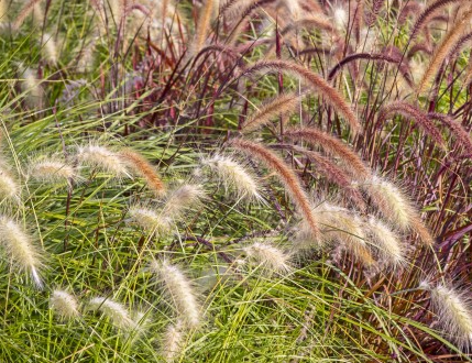 Choosing Ornamental Grasses - Free walk and Talk