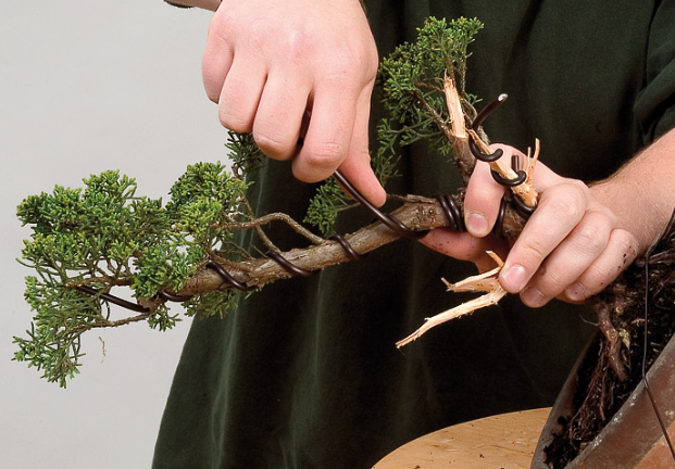 Bonsai Wiring Workshop