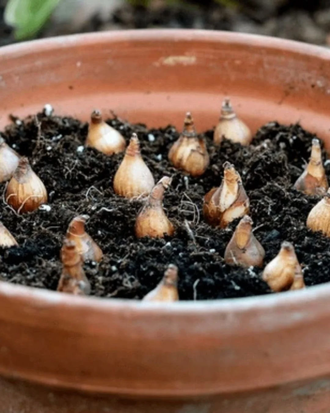 Make a Fall Bulb Lasagna Planter