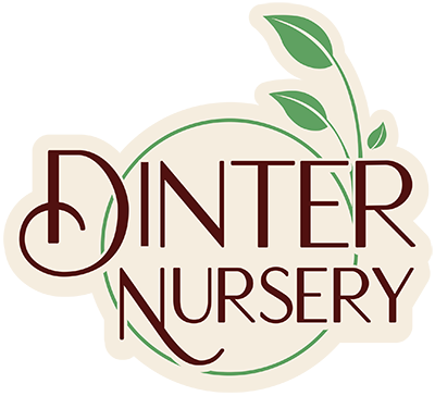 Dinter Nursery