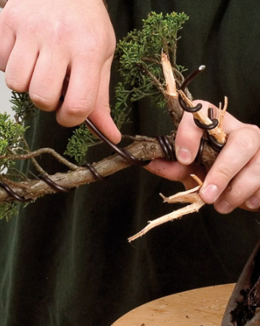 Bonsai Wiring Workshop