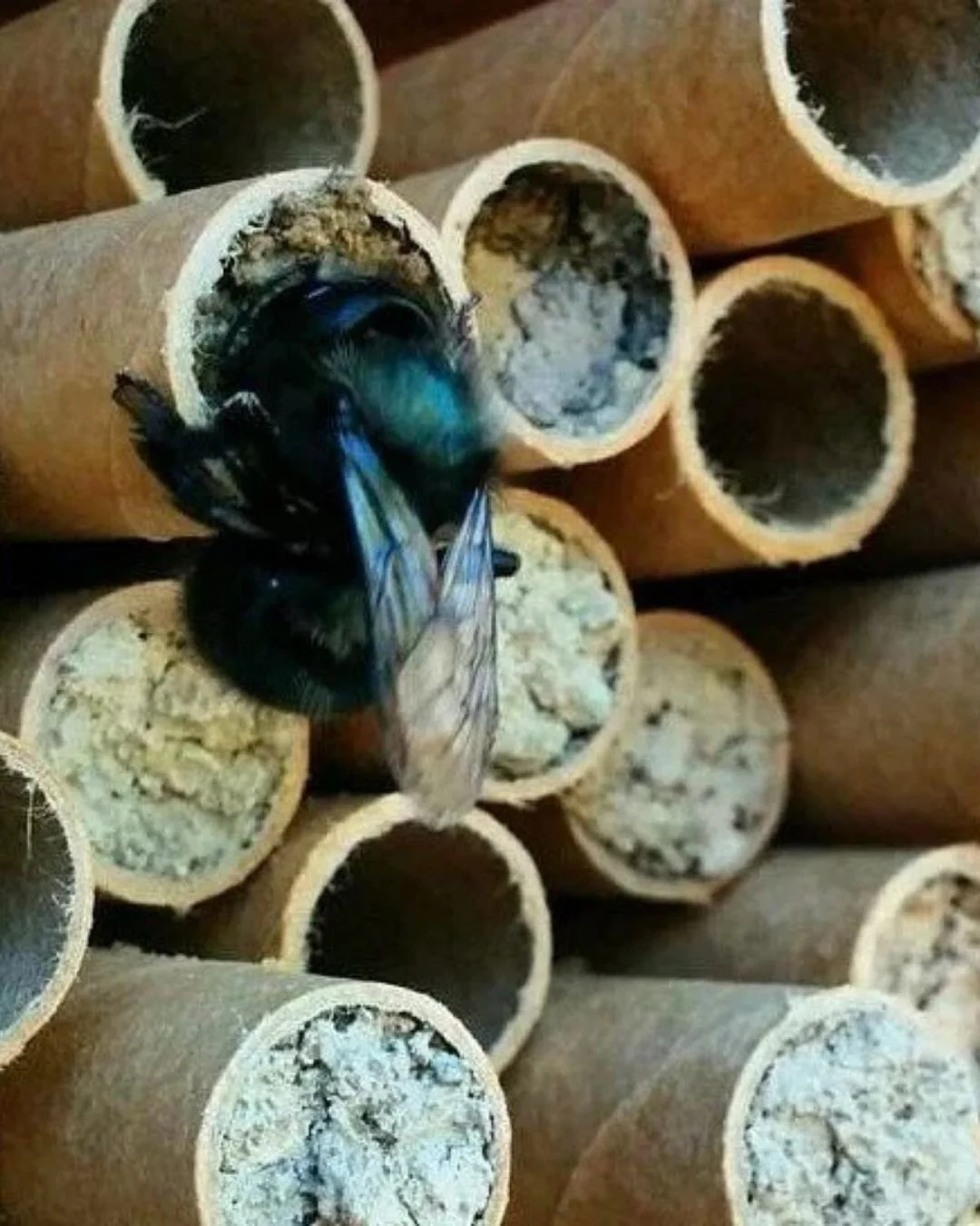 Mason Bee House Cleaning Workshop