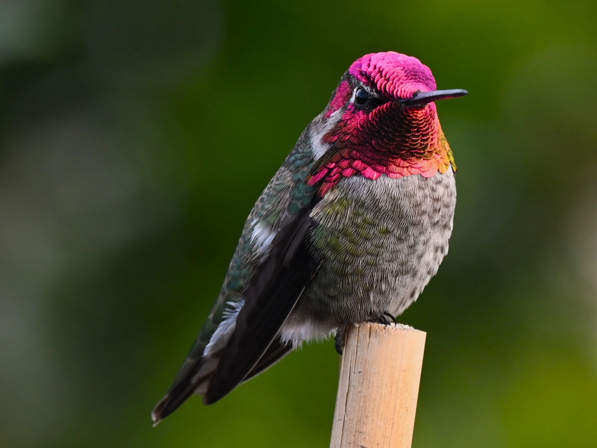 Designing Gardens for Pollinators