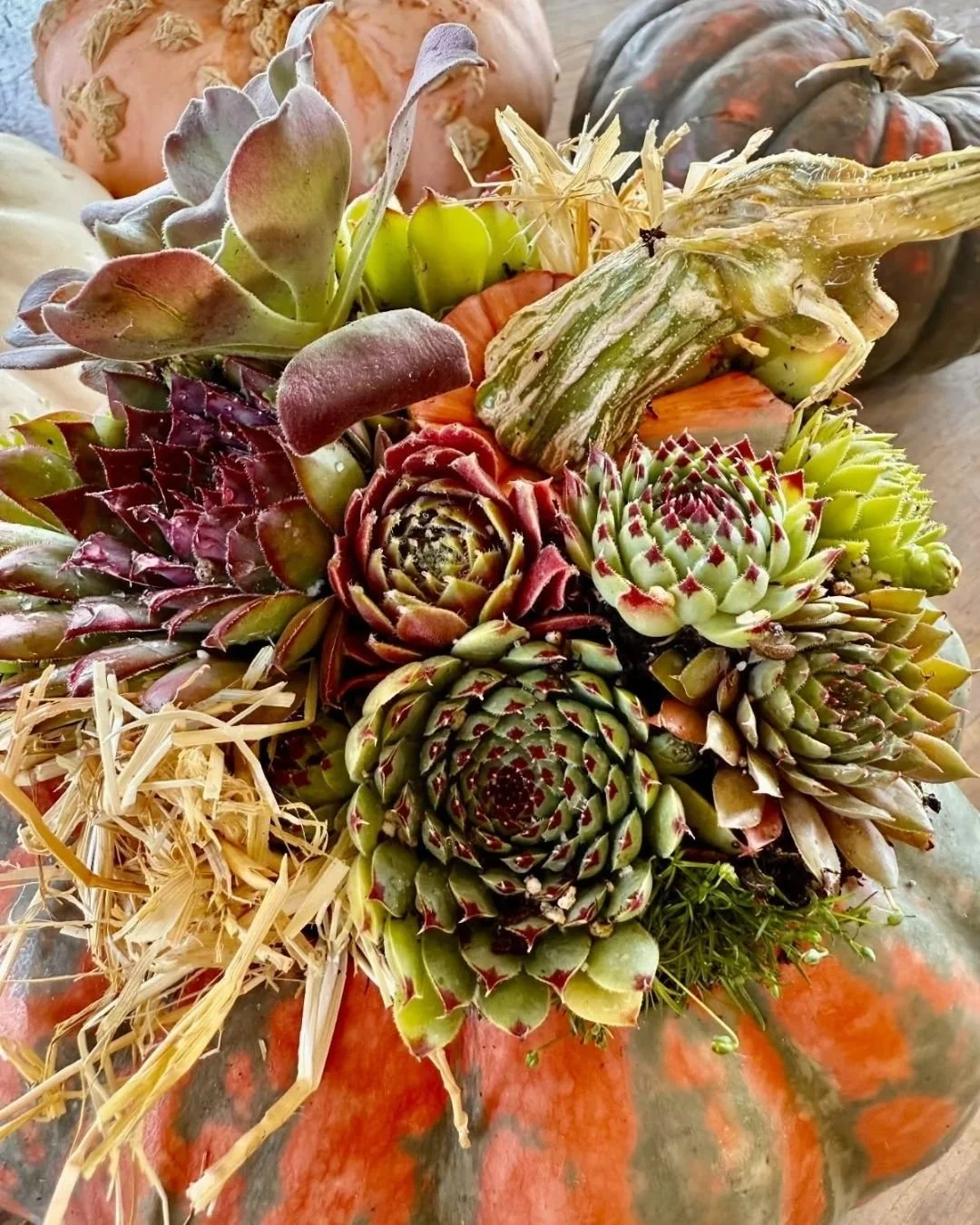 Make a Pumpkin Succulent Planter