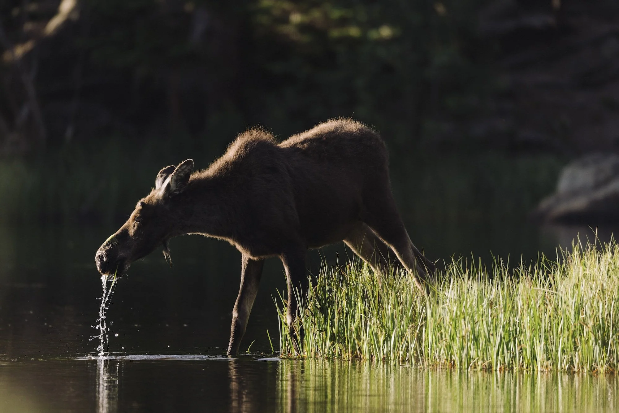 RMNP Report, June 20, 2024