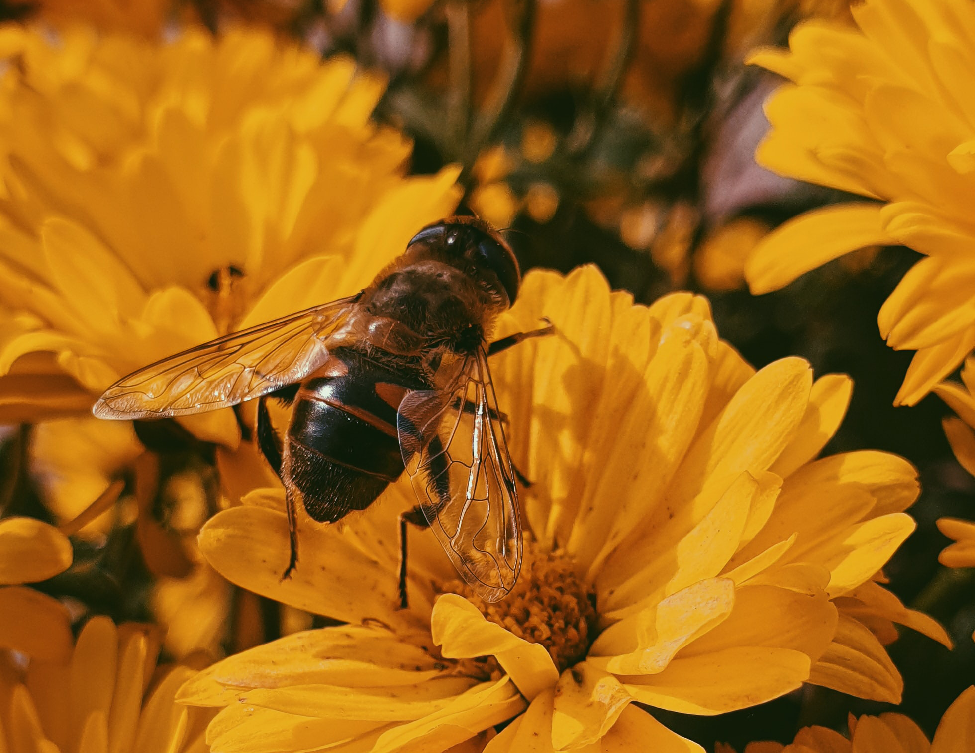 Bee Thoughtful | How Homeowners Can Care For Honey Bees
