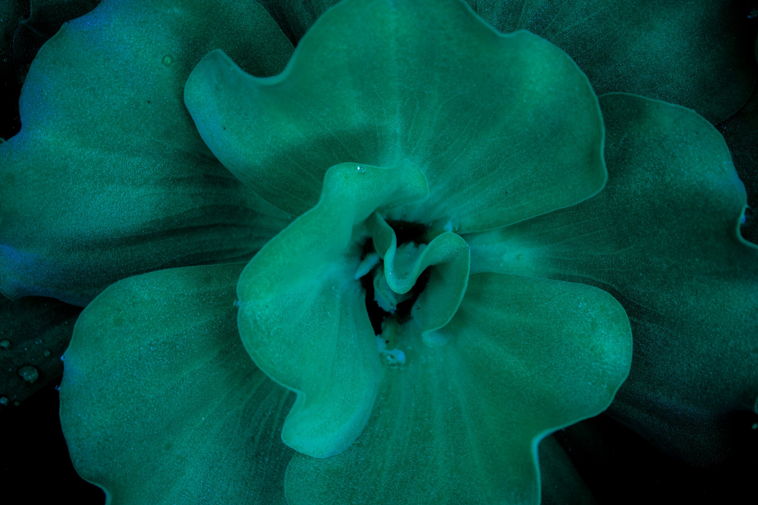 iStock-1004149564.jpg