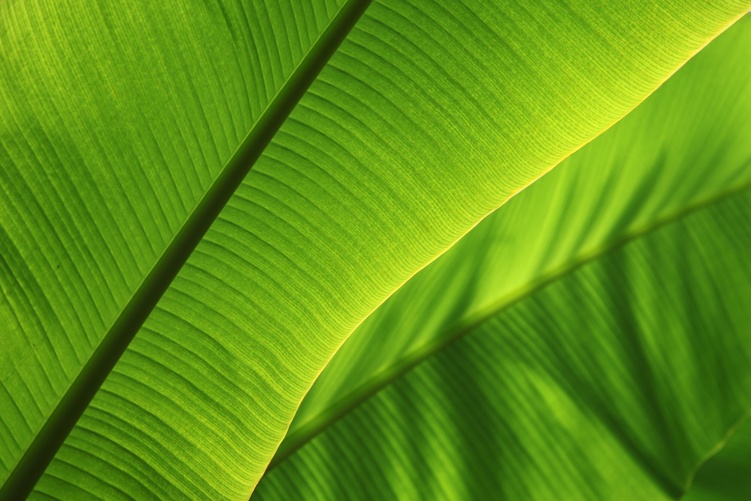 iStock-472481568.jpg